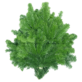 Branches de Sapins NORDMANN pour couronnes et décoration - Petites (10-30cm)