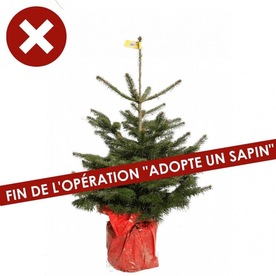 Adopte un sapin naturel - FIN 