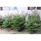 Sapin Nordmann en pot (Grands)