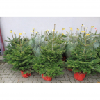 Sapin Nordmann en pot (Petits)