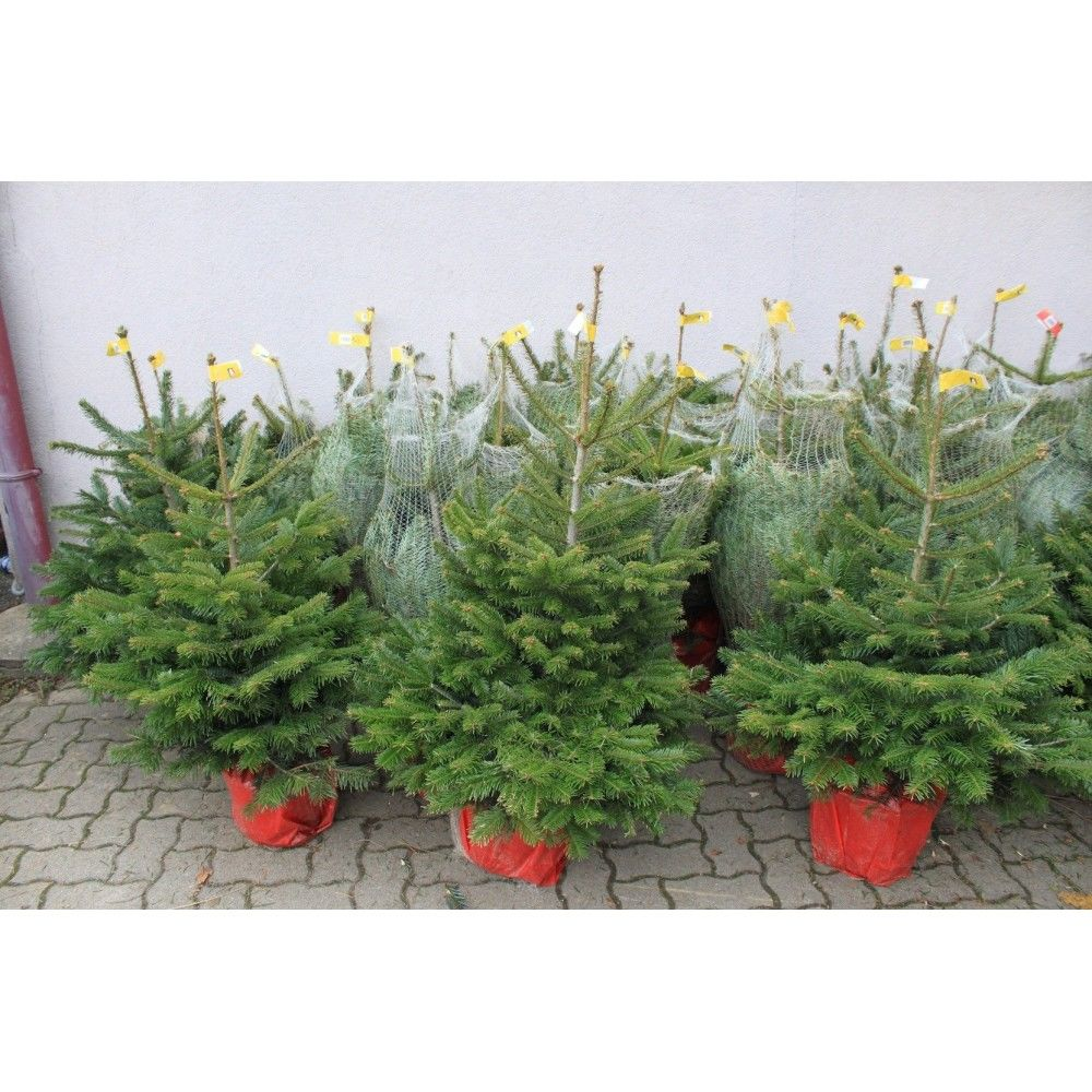  Sapin  Nordmann en pot  Sapins  en pot  avec racines 