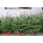 Sapin Nordmann en pot (Moyens)