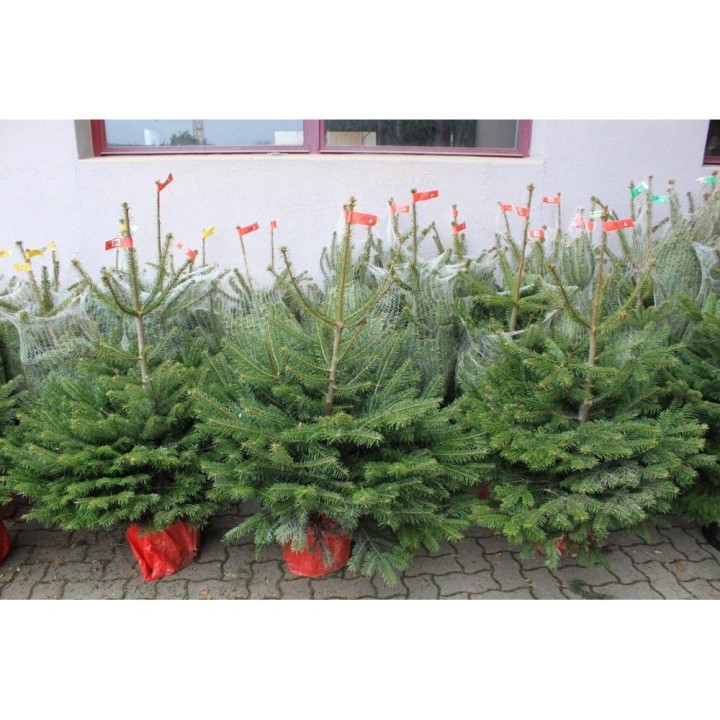 Sapin Nordmann en pot (Moyens)