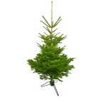 Sapin écologique bio Nordmann (avec support Louis Moulin)