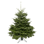 Sapin naturel Nordmann 