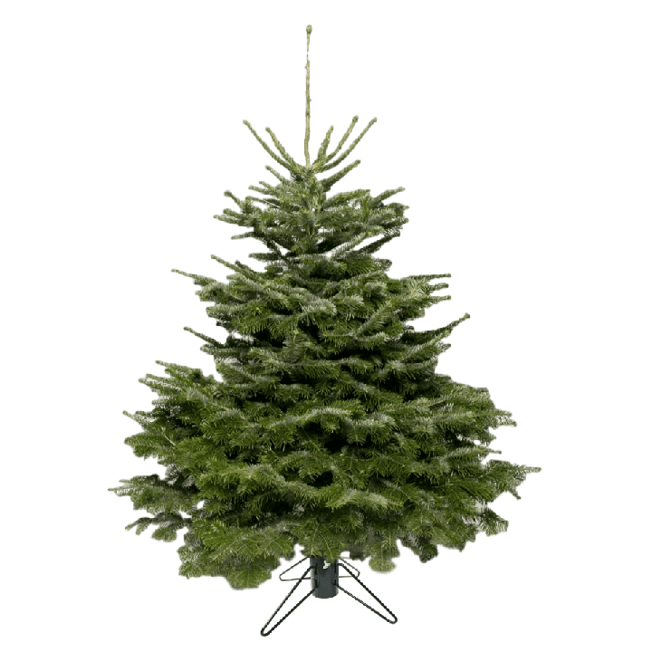Sapin naturel Nordmann 
