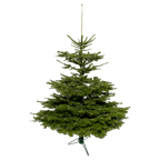 Sapin naturel Nordmann 100-150cm avec pied en fer forgé