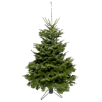 Sapin naturel Nordmann 200-225cm avec pied en fer forgé