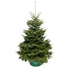 Sapin naturel Nordmann 200-225cm avec pied avec réservoir d'eau