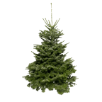 Sapin naturel Nordmann - grand