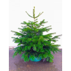 Sapin naturel Nordmann 