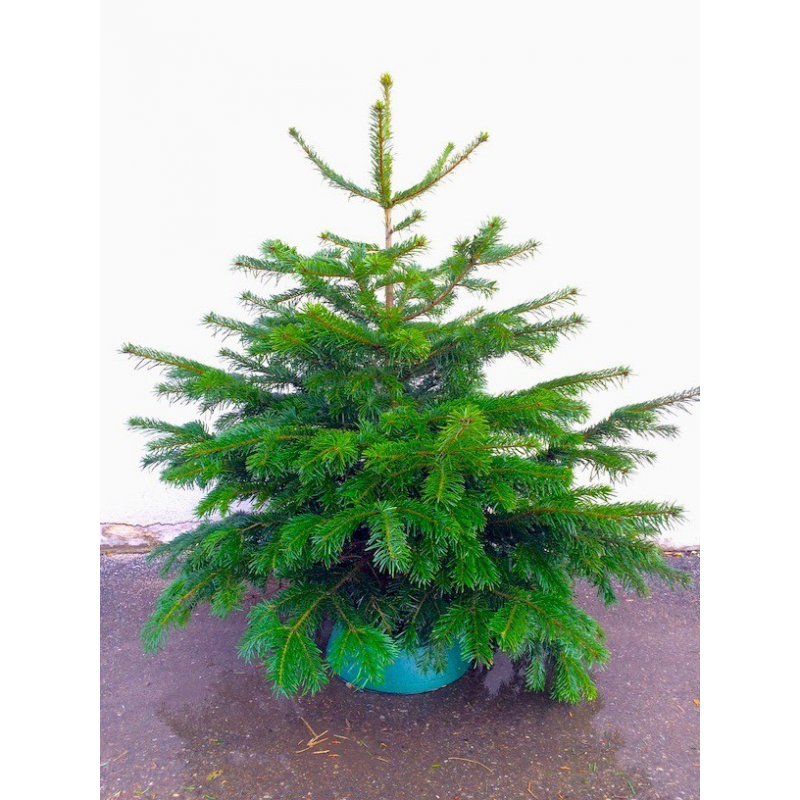 Decorer Sapin Noel Nordmann Decorer Sapin Noel Nordmann