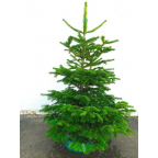 Sapin naturel Nordmann 