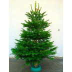 Sapin naturel Nordmann 