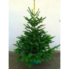 Sapin naturel Nordmann 