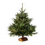 Sapin Nordmann naturel