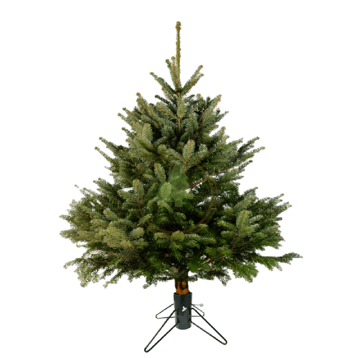 Sapin Nordmann naturel - Petit avec pied en fer forgé