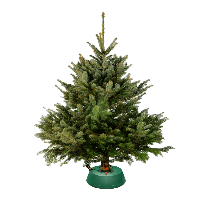 Sapin Nordmann naturel - Petit avec réservoir d'eau