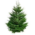 Sapin Nordmann naturel - Grand sapin sans support