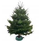 Sapin Nordmann naturel - Gran sapin avec réservoir d'eau