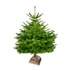 Sapin écologique bio Nordmann (en conversion) avec bûche en bois