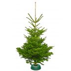 Sapin écologique bio Nordmann (en conversion) avec pied avec réservoir d'eau