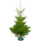 Sapin écologique bio Nordmann (en conversion) avec pied avec réservoir d'eau