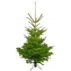 Sapin écologique bio Nordmann (en conversion) avec pied en fer forgé Louis Moulin