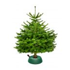 Sapin écologique bio Nordmann (en conversion) - Petit avec réservoir d'eau