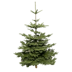 Sapin de Noël NOBILIS