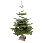 Sapin de Noël NOBILIS avec support en bois