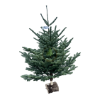 Sapin de Noël NOBILIS