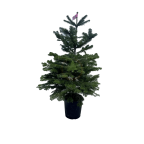 Sapin de Noël naturel NORDMANN en pots - 1M