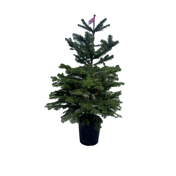 Sapin de Noël naturel NORDMANN en pots - 1M