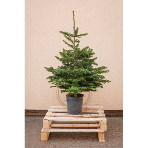 Sapin de Noël naturel NORDMANN en pots - 1M