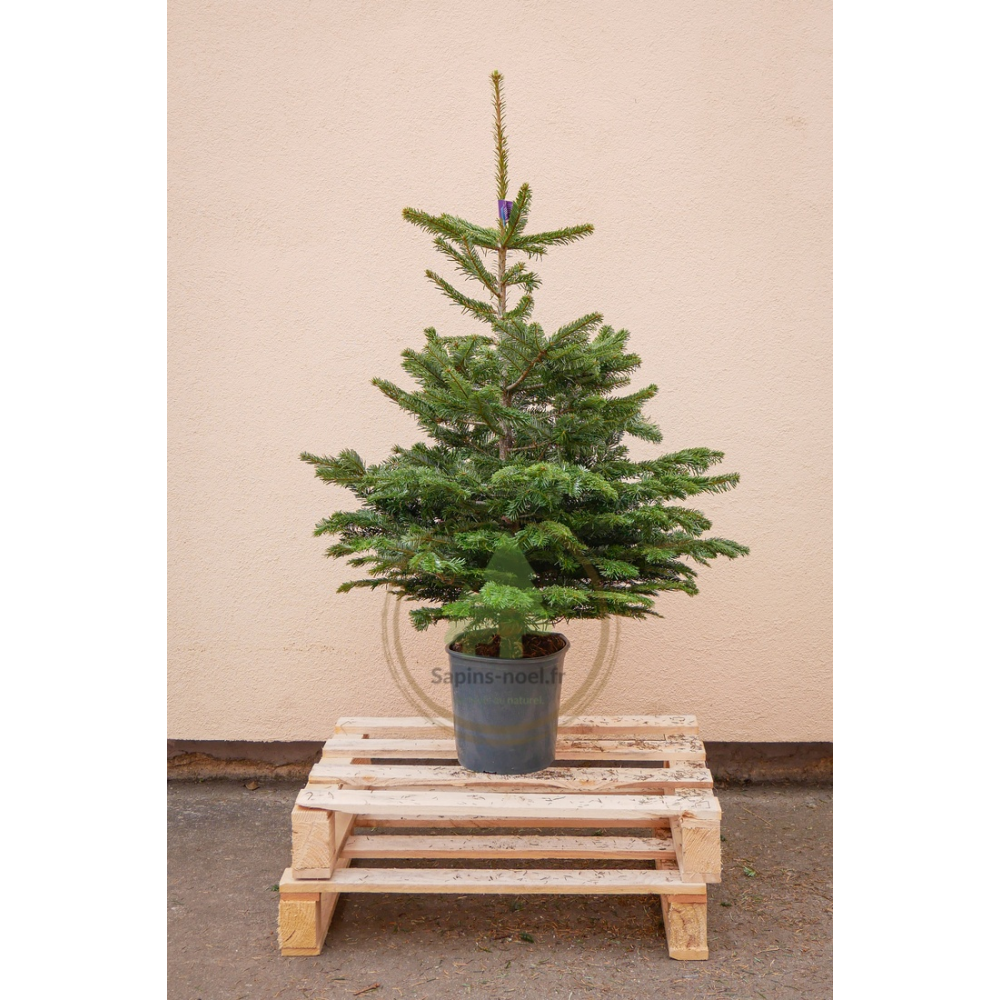 Coffret Senteur Sapin Nordmann