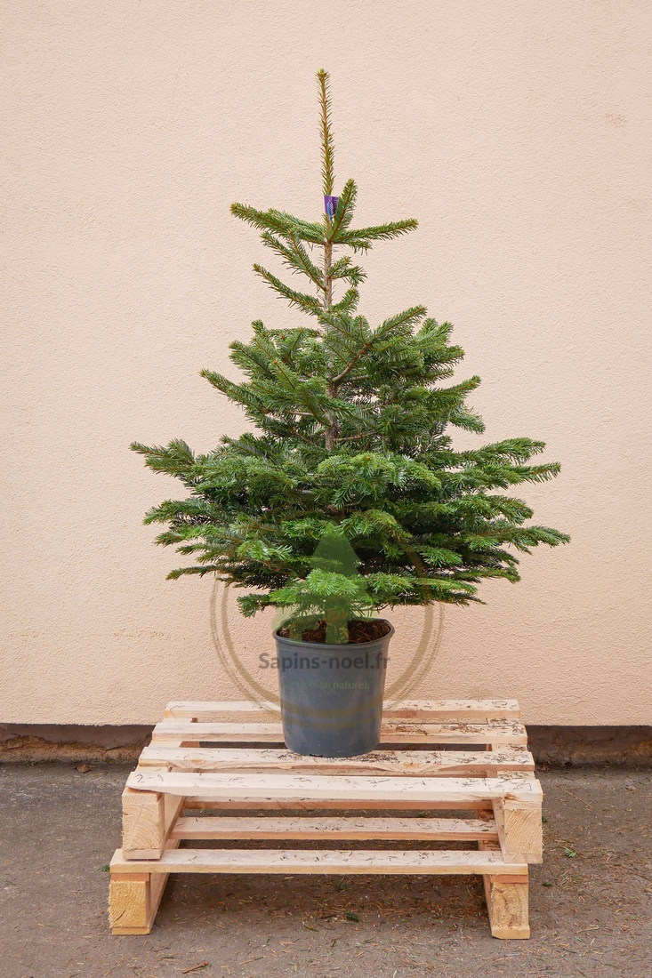 Sapin Nordmann en pot avec racines - Livraison gratuite  Sapins-Noel.fr