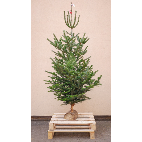 Sapin naturel Nordmann BIO (Origine France) - Grand avec buche en bois