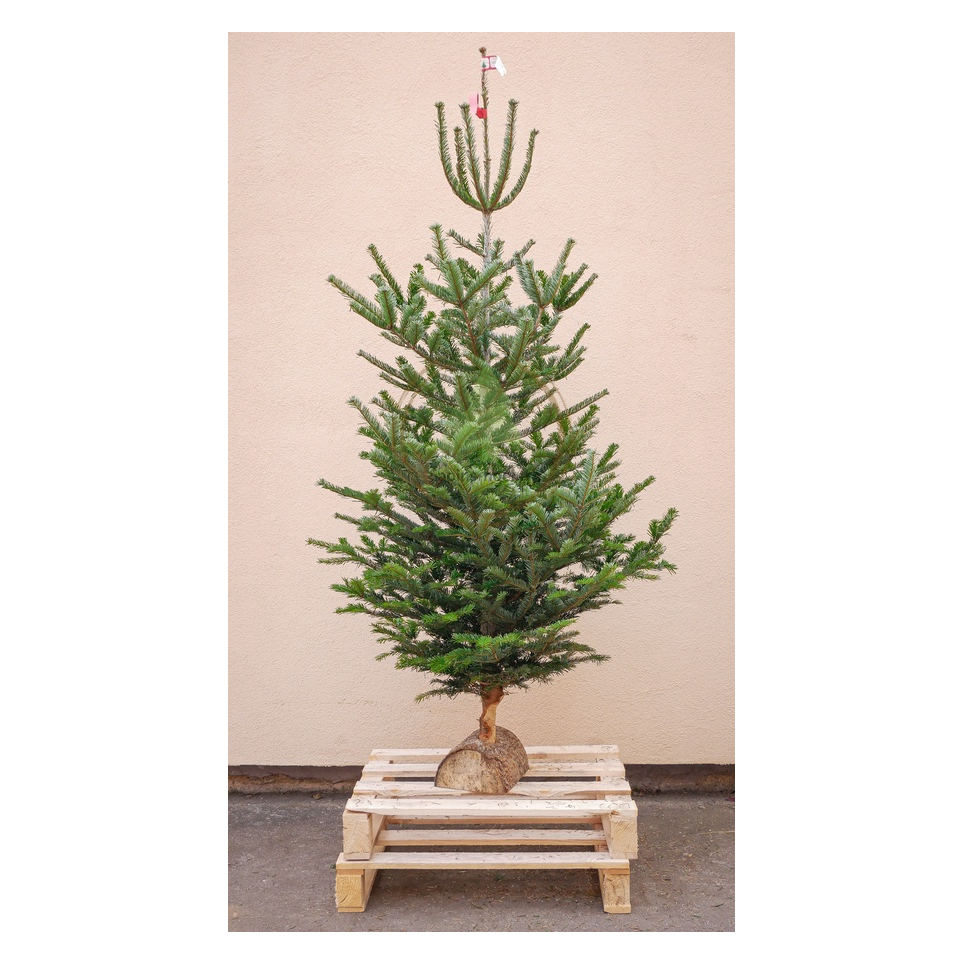 Sapin naturel Nordmann BIO (Origine France) - Grand avec buche en bois