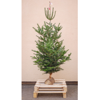 Sapin écologique bio Nordmann (en conversion)