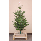 Sapin naturel Nordmann BIO (Origine France) - Grand avec pied en fer forgé 