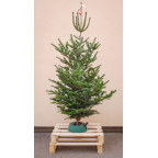 Sapin naturel Nordmann BIO (Origine France) - Grand avec pied avec réservoir d'eau