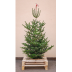 Sapin naturel Nordmann BIO (Origine France) - Grand sans pied