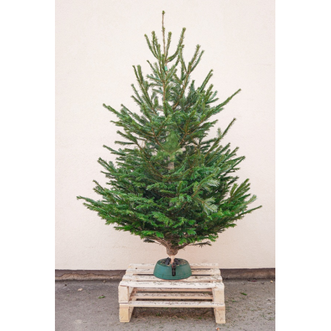 Sapin naturel Nordmann - Grand sapin avec pied réservoir d'eau