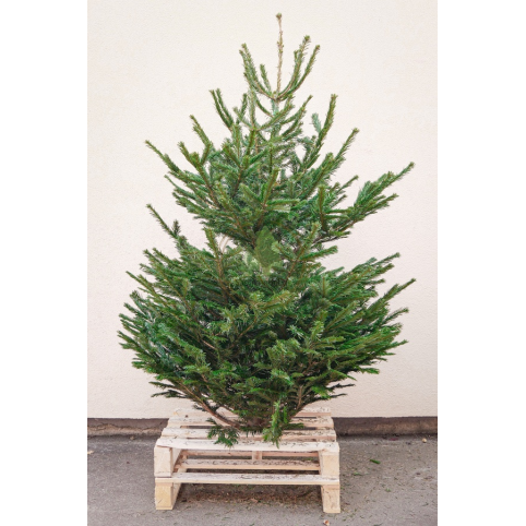 Sapin Nordmann naturel - Petit sapin avec bûche