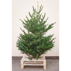 Sapin naturel Nordmann - Grand sapin sans pied