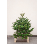 Sapin naturel Nordmann - Moyen sapin sans pied