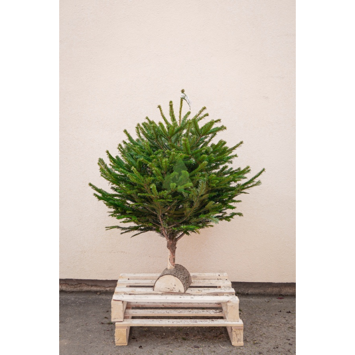 Sapin naturel Nordmann - Petit sapin avec buche en bois