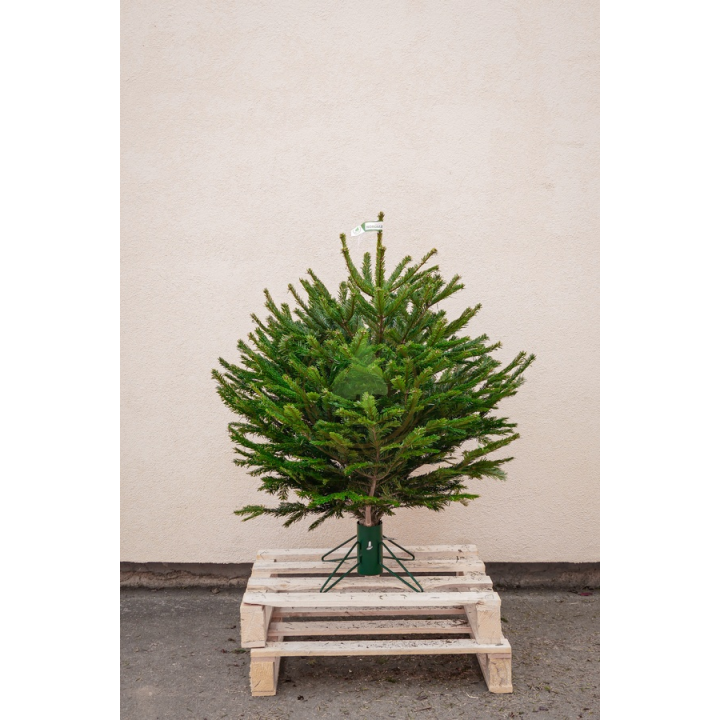 Sapin naturel Nordmann  - Petit sapin avec fer forgé