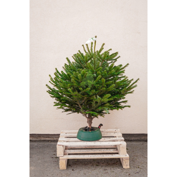Sapin naturel Nordmann  - Petit sapin avec réservoir d'eau